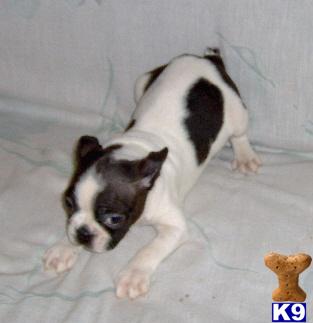 Boston Terrier Puppies for Sale